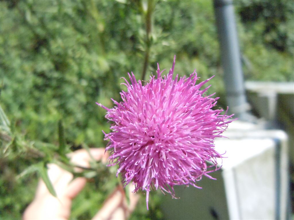 Cirsium vulgare